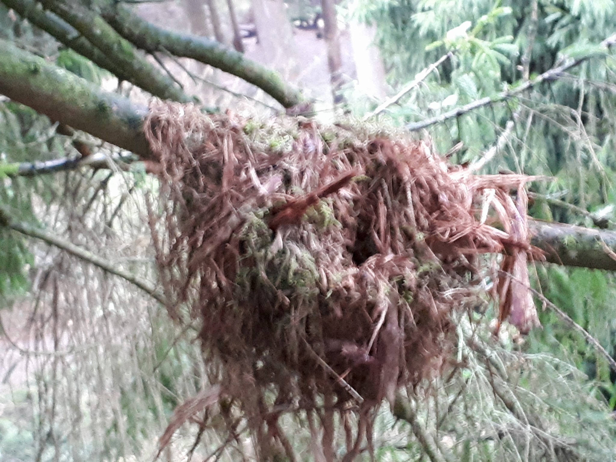Vreemd nest